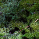 sooty-mold-on-moss-summit-trail-Rotorua-Rainbow-Mt-03-06-2011-IMG 8189