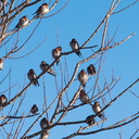 swallows-roosting-Motutara-Point-Rotorua-27-06-2011-IMG 8872