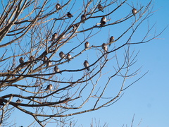 swallows-roosting-Motutara-Point-Rotorua-27-06-2011-IMG 8878