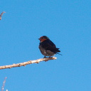 swallows-roosting-Motutara-Point-Rotorua-27-06-2011-IMG 8904