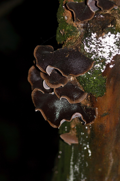 tree-ear-fungus-Auricularia-sp-Okere-Falls-05-06-2011-IMG_2285.jpg