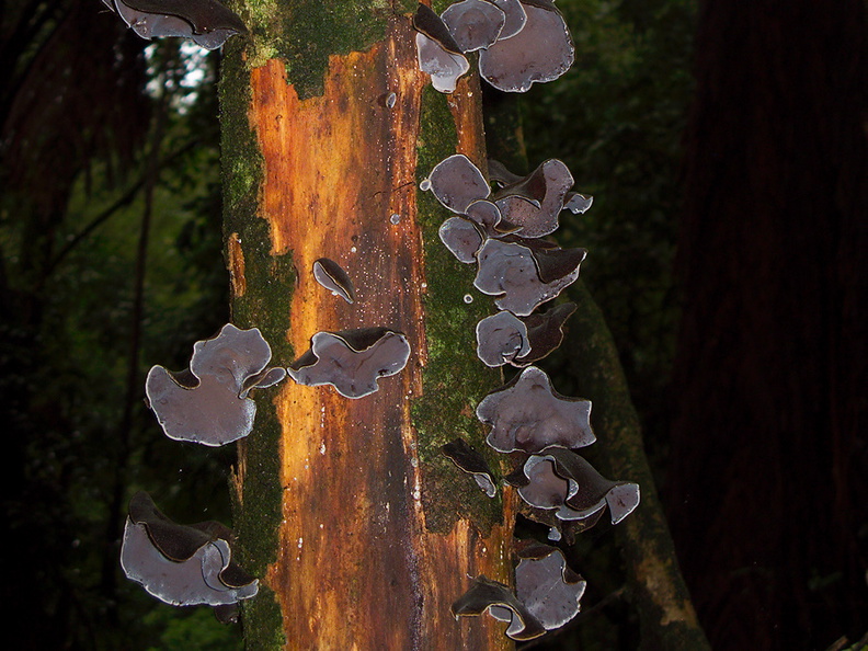 tree-ear-fungus-Auricularia-sp-Okere-Falls-05-06-2011-IMG_8233.jpg