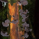 tree-ear-fungus-Auricularia-sp-Okere-Falls-05-06-2011-IMG 8233