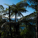 tree-ferns-Mt-Maunganui-01-06-2011-IMG 8113