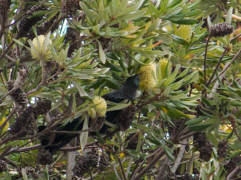 tui-feeding-in-Banksia-tree-Municipal-Waste-Treatment-Center-Rotorua-2013-06-26-IMG_1983.jpg