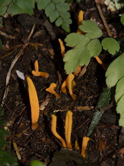 yellow-fungus-Mt-Maunganui-01-06-2011-IMG 2215