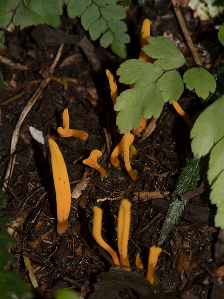 yellow-fungus-Mt-Maunganui-01-06-2011-IMG_2215.jpg