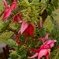 Clianthus-puniceus-kakabeak-red-flowered-shrub-at-campground-Waikaremoana-2015-10-24-IMG 6068