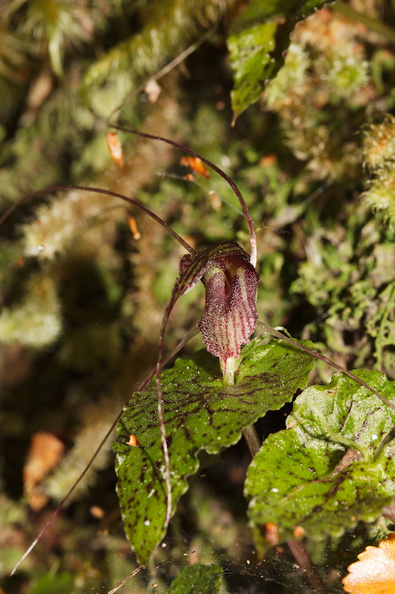 Corybas-acuminatus-dancing-spider-orchid-Aniwaniwa-to-Lake-Waikereti-2015-10-23-IMG_2220.jpg