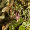 Corybas-acuminatus-dancing-spider-orchid-Aniwaniwa-to-Lake-Waikereti-2015-10-23-IMG 2220