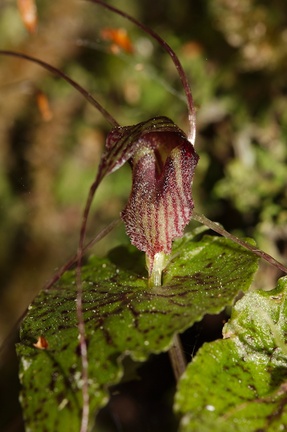 Corybas-acuminatus-dancing-spider-orchid-Aniwaniwa-to-Lake-Waikereti-2015-10-23-IMG 2224