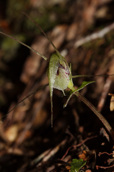 Corybas-acuminatus-dancing-spider-orchid-Aniwaniwa-to-Lake-Waikereti-2015-10-23-IMG_2321.jpg