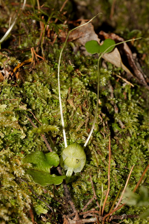 Corybas-trilobus-pale-spider-orchid-Aniwaniwa-to-Lake-Waikereti-2015-10-23-IMG 2260