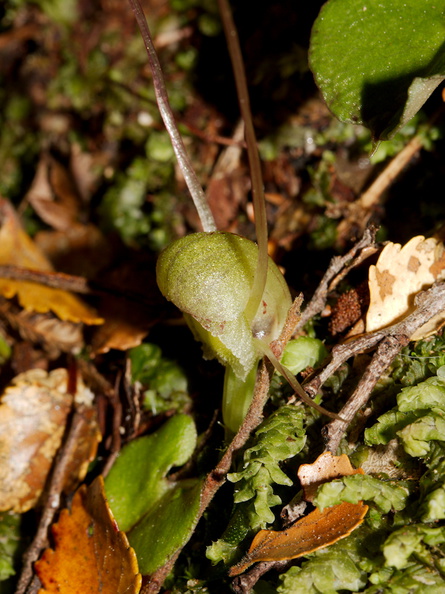 Corybas-trilobus-pale-spider-orchid-Aniwaniwa-to-Lake-Waikereti-2015-10-23-IMG_2270.jpg