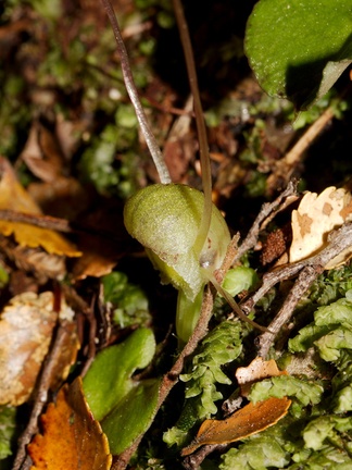 Corybas-trilobus-pale-spider-orchid-Aniwaniwa-to-Lake-Waikereti-2015-10-23-IMG 2270