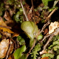 Corybas-trilobus-pale-spider-orchid-Aniwaniwa-to-Lake-Waikereti-2015-10-23-IMG 2270
