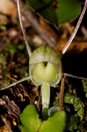 Corybas-trilobus-pale-spider-orchid-Aniwaniwa-to-Lake-Waikereti-2015-10-23-IMG 2274