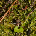 Corybas-trilobus-spider-orchid-Aniwaniwa-to-Lake-Waikereti-2015-10-23-IMG 2251