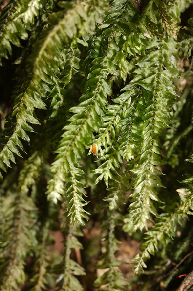Cyathophorum-bulbosum-moss-walk-to-lookout-near-campground-Waikaremoana-2015-10-22-IMG_2198.jpg