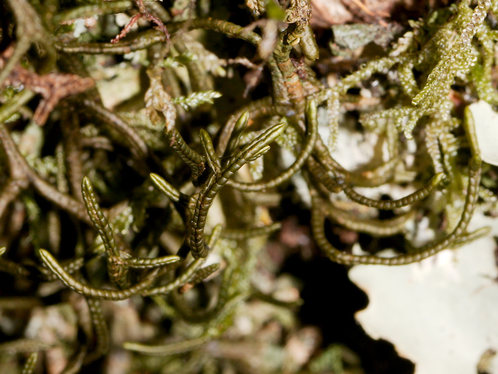 Frullania-sp-leafy-liverwort-Aniwaniwa-to-Lake-Waikereti-2015-10-23-IMG 2293