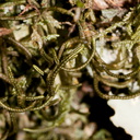 Frullania-sp-leafy-liverwort-Aniwaniwa-to-Lake-Waikereti-2015-10-23-IMG 2293