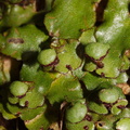 Marchantia-berteroana-thalloid-liverwort-Aniwaniwa-to-Lake-Waikereti-2015-10-23-IMG 2203
