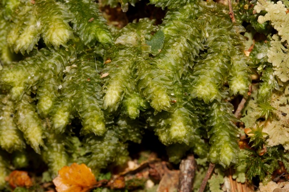 Pterygophyllum-quadrifarium-moss-Aniwaniwa-to-Lake-Waikereti-2015-10-23-IMG 2308