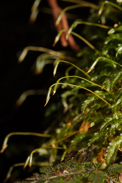 Rhizogonium-bifarium-moss-walk-to-lookout-near-campground-Waikaremoana-2015-10-22-IMG_2190.jpg