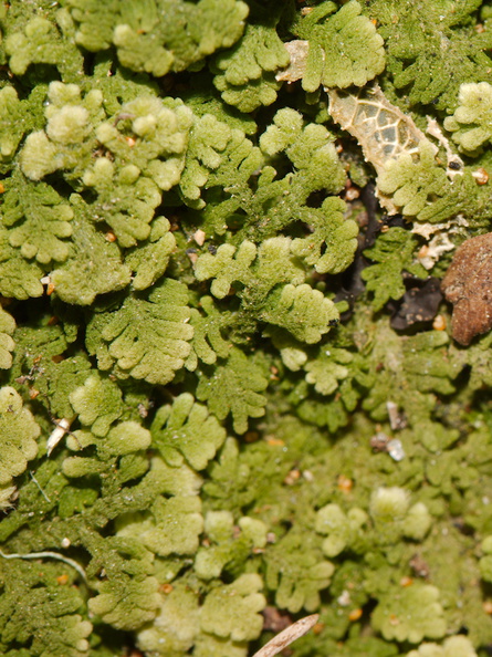 Trichocolea-mollissima-foliose-liverwort-walk-to-lookout-near-campground-Waikaremoana-2015-10-22-IMG_2193.jpg