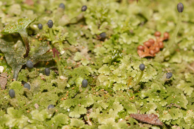 Trichocolea-mollissima-foliose-liverwort-walk-to-lookout-near-campground-Waikaremoana-2015-10-22-IMG_2194.jpg