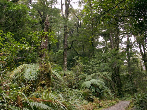 forest-near-Aniwaniwa-Visitor-Centre-Waikaremoana-2015-10-22-IMG 6013