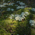 fruticose-lichen-whitish-clouds-on-moss-DOC-track-access-Galatea-Te-Urewera-2013-06-25-IMG 1935