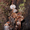 gill-mushrooms-growing-in-tree-crevice-Galatea-Foothills-Track-Te-Urewera-2013-06-25-IMG 1945