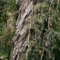 rimu-trunk-Dacrydium-cupressoides-Aniwaniwa-to-Lake-Waikereti-2015-10-23-IMG 2242