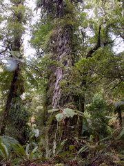 rimu-trunk-Dacrydium-cupressoides-Aniwaniwa-to-Lake-Waikereti-2015-10-23-IMG 6029