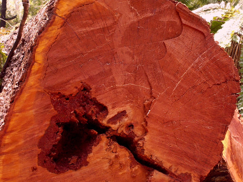 tree-trunk-cross-section-showing-mycelium-and-red-heartwood-Aniwaniwa-to-Lake-Waikereti-2015-10-23-IMG_6041.jpg