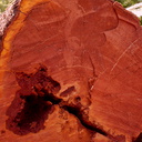 tree-trunk-cross-section-showing-mycelium-and-red-heartwood-Aniwaniwa-to-Lake-Waikereti-2015-10-23-IMG 6041