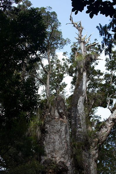 Agathis-australis-2nd-largest-Large-Kauri-Sanctuary-Waipoua-Forest-09-07-2011-IMG 2783