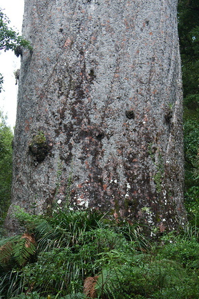 Agathis-australis-largest-giant-kauri-Tane-Mahuta-Waipoua-Forest-09-07-2011-IMG 2776
