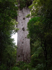 Agathis-australis-largest-giant-kauri-Tane-Mahuta-Waipoua-Forest-09-07-2011-IMG 9156