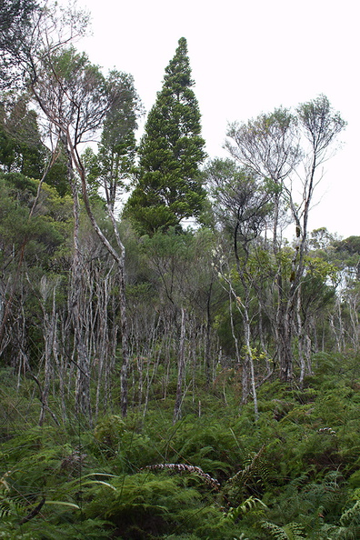 Agathis-australis-young-tree-Large-Kauri-Sanctuary-Waipoua-Forest-09-07-2011-IMG_2778.jpg