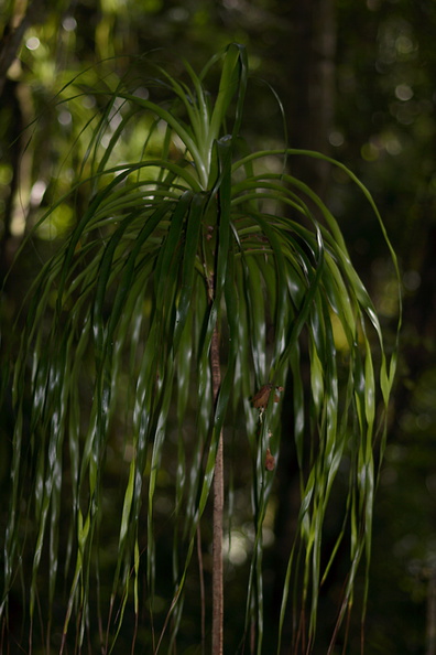 Freycinetia-banksiae-Trounson-Kauri-Reserve-10-07-2011-IMG_2817.jpg