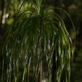 Freycinetia-banksiae-Trounson-Kauri-Reserve-10-07-2011-IMG 2817