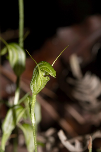Pterostylis-sp-greenhood-orchid-Large-Kauri-Sanctuary-Waipoua-Forest-09-07-2011-IMG_2807.jpg