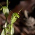 Pterostylis-sp-greenhood-orchid-Large-Kauri-Sanctuary-Waipoua-Forest-09-07-2011-IMG 2807