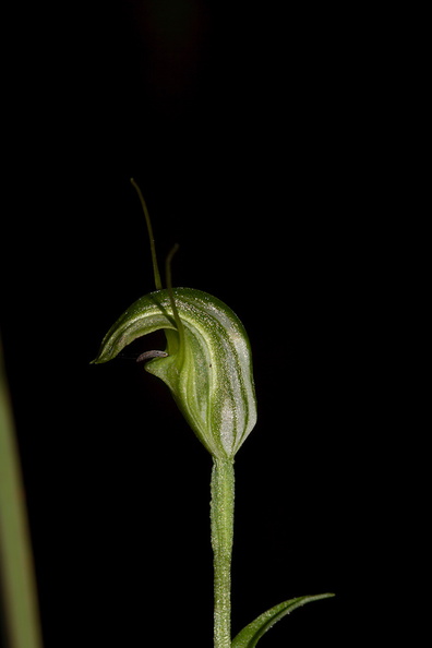 Pterostylis-sp-greenhood-orchid-Large-Kauri-Sanctuary-Waipoua-Forest-09-07-2011-IMG 2809