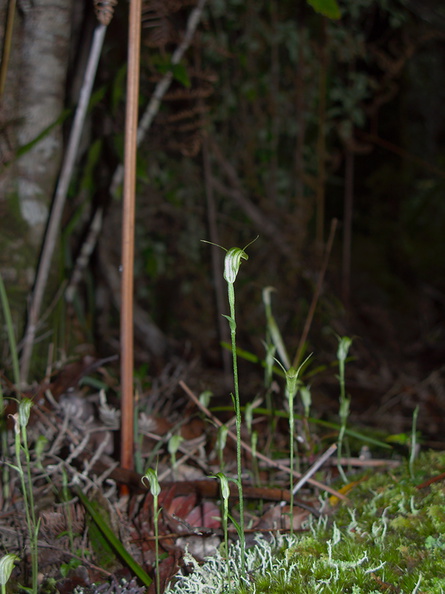 Pterostylis-sp-greenhood-orchid-Large-Kauri-Sanctuary-Waipoua-Forest-09-07-2011-IMG_9173.jpg