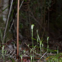 Pterostylis-sp-greenhood-orchid-Large-Kauri-Sanctuary-Waipoua-Forest-09-07-2011-IMG 9173