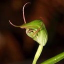 Pterostylis-sp2-greenhood-orchid-Large-Kauri-Sanctuary-Waipoua-Forest-09-07-2011-IMG 2799