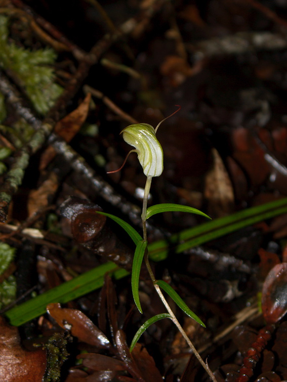 Pterostylis-sp3-greenhood-orchid-Large-Kauri-Sanctuary-Waipoua-Forest-09-07-2011-IMG 2785